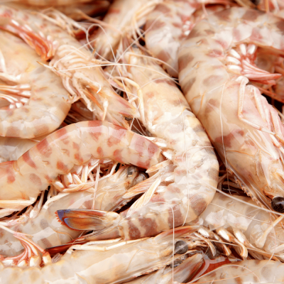 Llagostí mitjà 31-40u./Kg -...