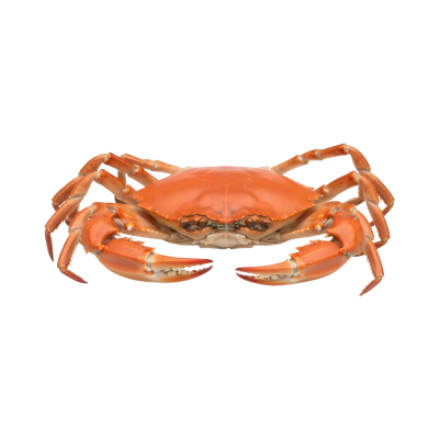 Cranc